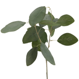 EucalyptusSmallStem