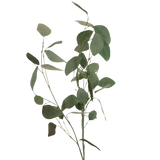 Silver Dollar Eucalyptus