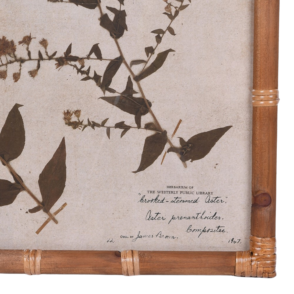 Eden Achillea & Aster Prints (Set of 2)