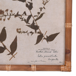 Eden Achillea & Aster Prints (Set of 2)