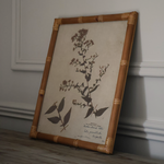 Eden Achillea & Aster Prints (Set of 2)