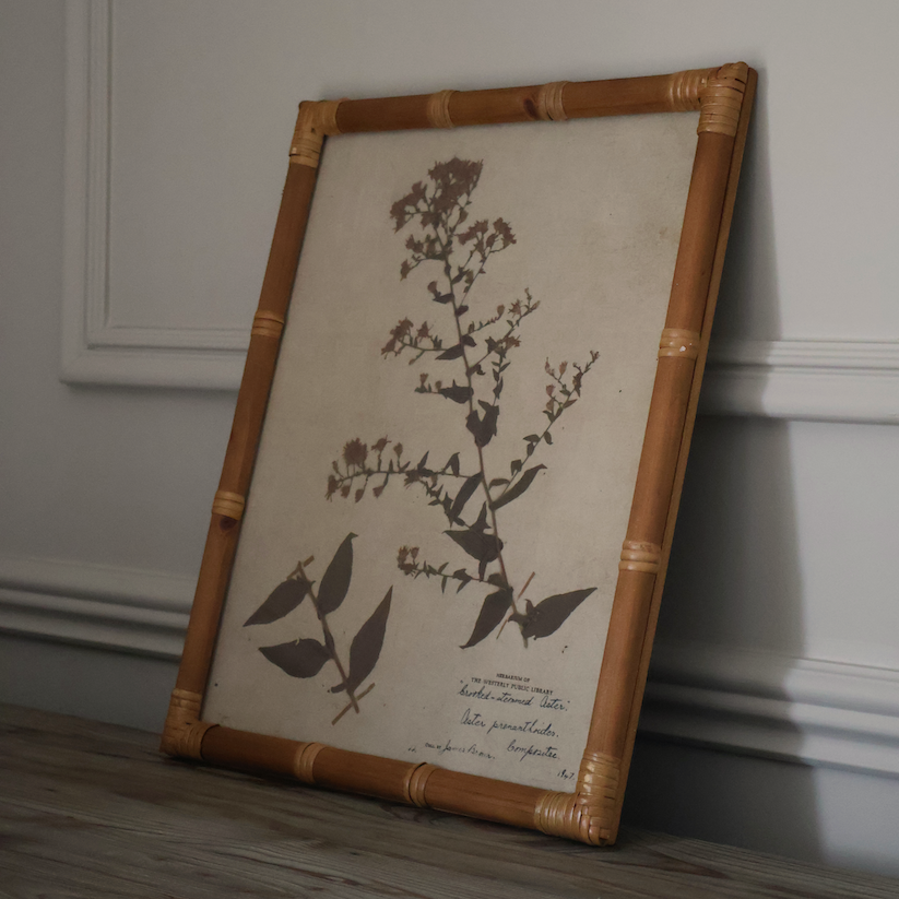 Eden Achillea & Aster Prints (Set of 2)