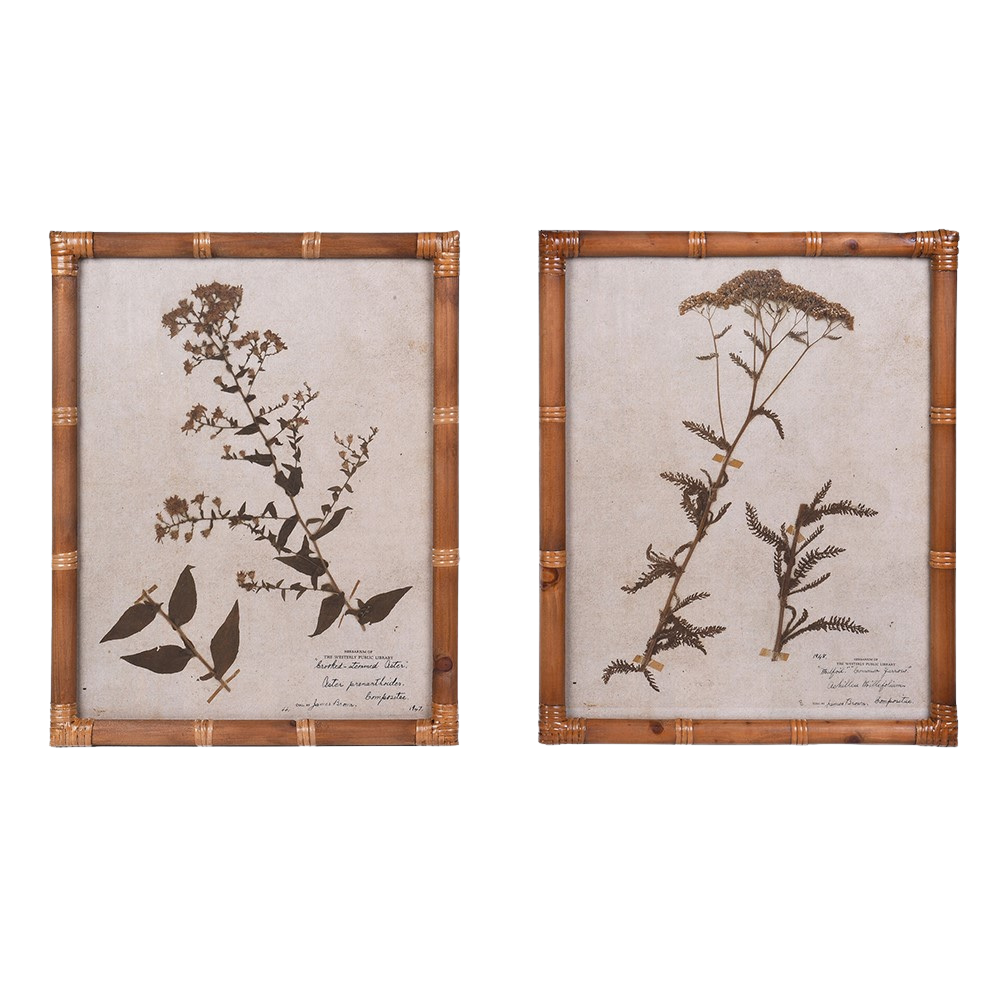 Eden Achillea & Aster Prints (Set of 2)