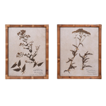Eden Achillea & Aster Prints (Set of 2)