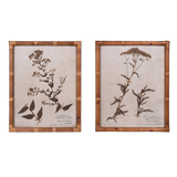 Eden Achillea & Aster Prints (Set of 2)
