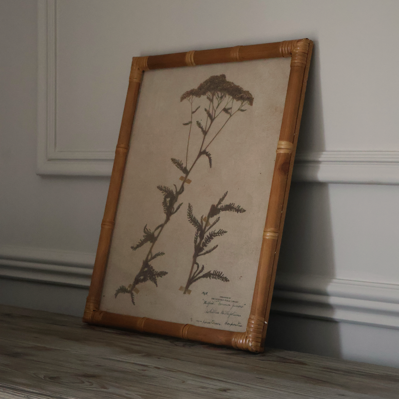 Eden Achillea & Aster Prints (Set of 2)