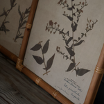 Eden Achillea & Aster Prints (Set of 2)
