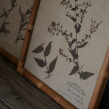 Eden Achillea & Aster Prints (Set of 2)