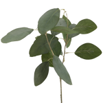 EucalyptusSmallStem