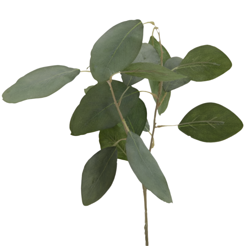 EucalyptusSmallStem