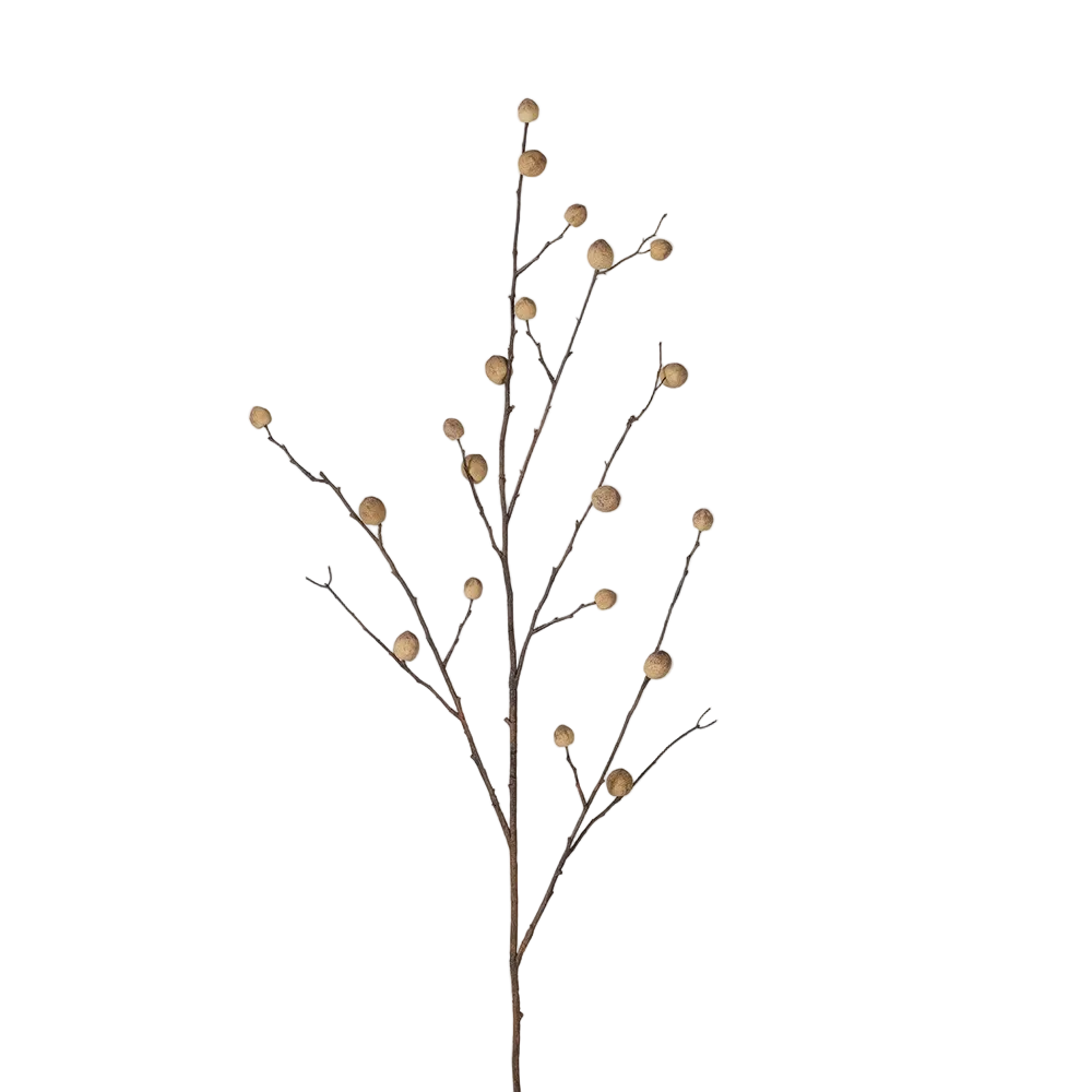 Foraged Oak Apple Stem