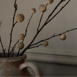 Foraged Oak Apple Stem