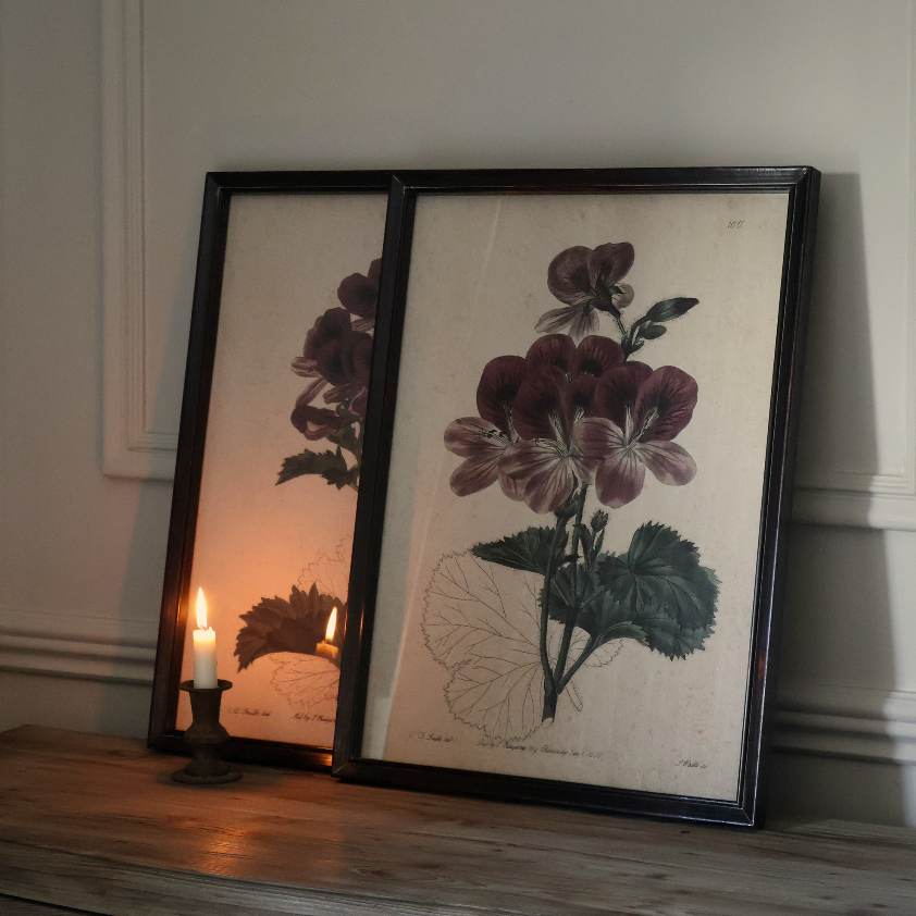 Heritage Geranium Botanical Prints (Set of 4)