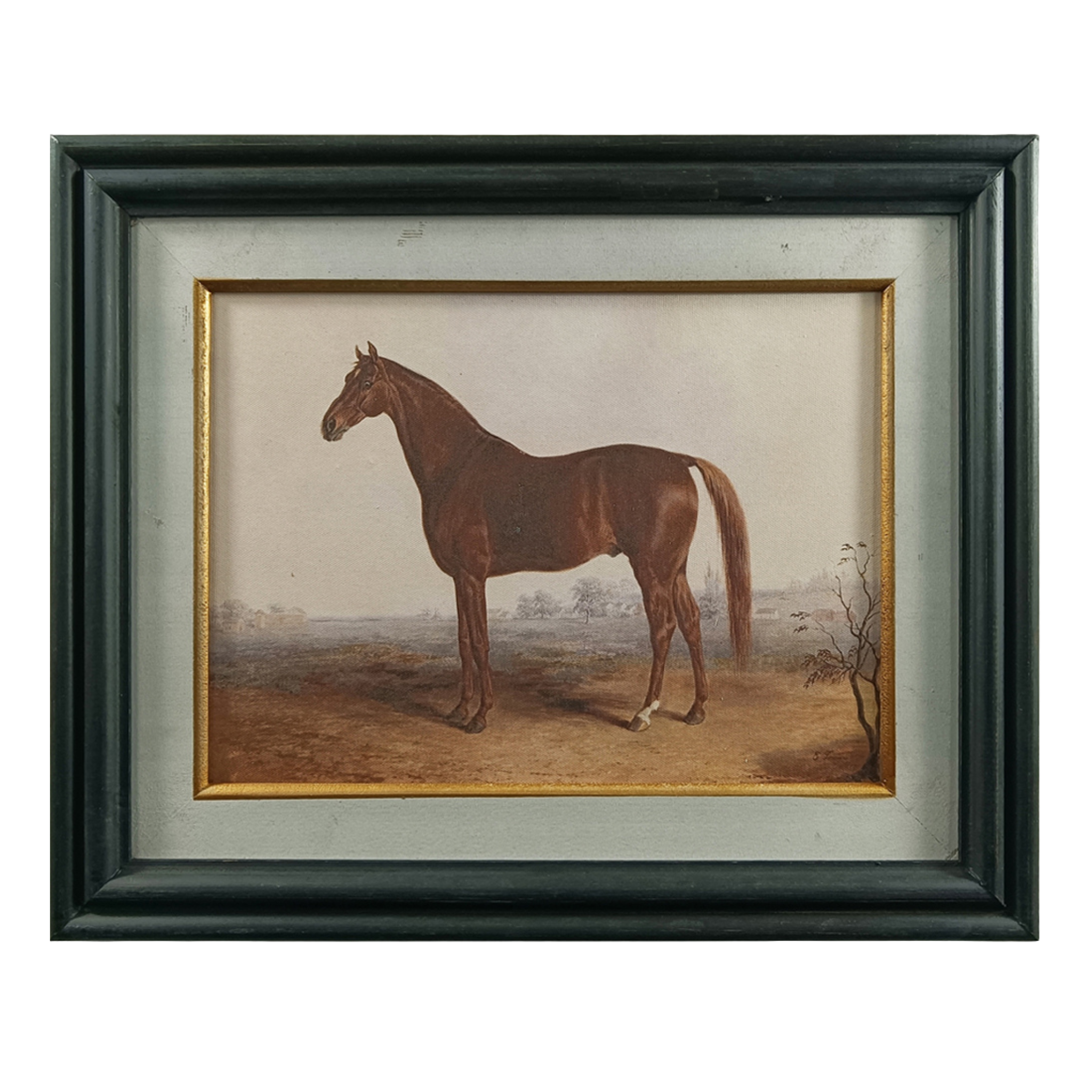Horse in Gentle Light Framed Print