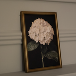 Hydrangea in Quiet Bloom Framed Print 