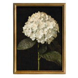 Hydrangea in Quiet Bloom Framed Picture