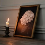 Hydrangea in Soft Blush Framed Print 