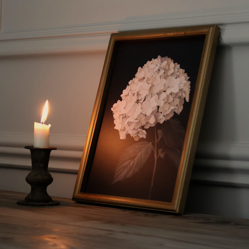 Hydrangea in Soft Blush Framed Print 