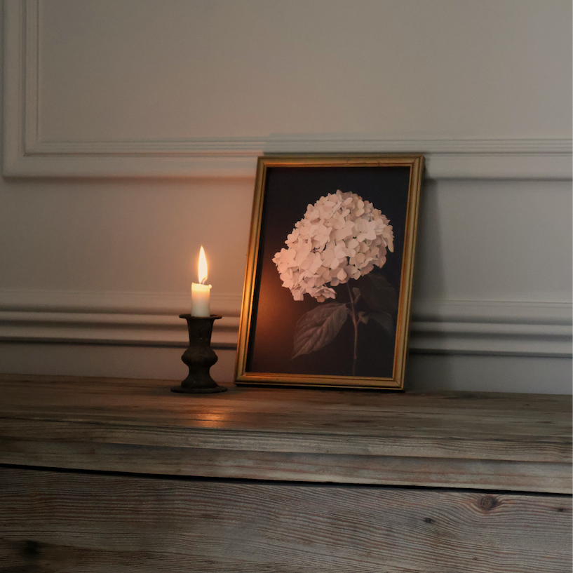 Hydrangea in Soft Blush Framed Print 