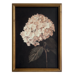 Hydrangea in Soft Blush Framed Picture