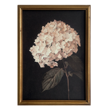 Hydrangea in Soft Blush Framed Picture