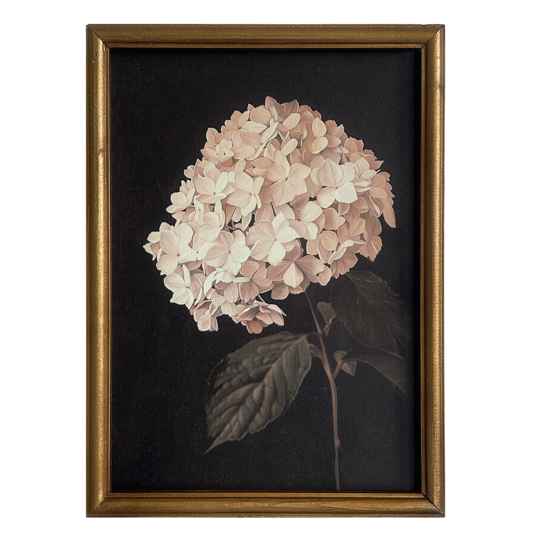 Hydrangea in Soft Blush Framed Picture