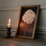 Hydrangea in Quiet Bloom Framed Print 