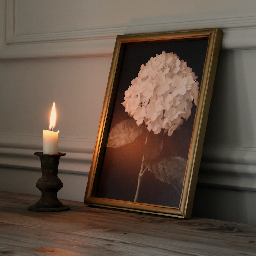 Hydrangea in Quiet Bloom Framed Print 
