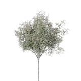 Meadow Moss Stem
