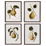 Pear Wall Art (Set of 4)