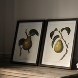 Pear Wall Art