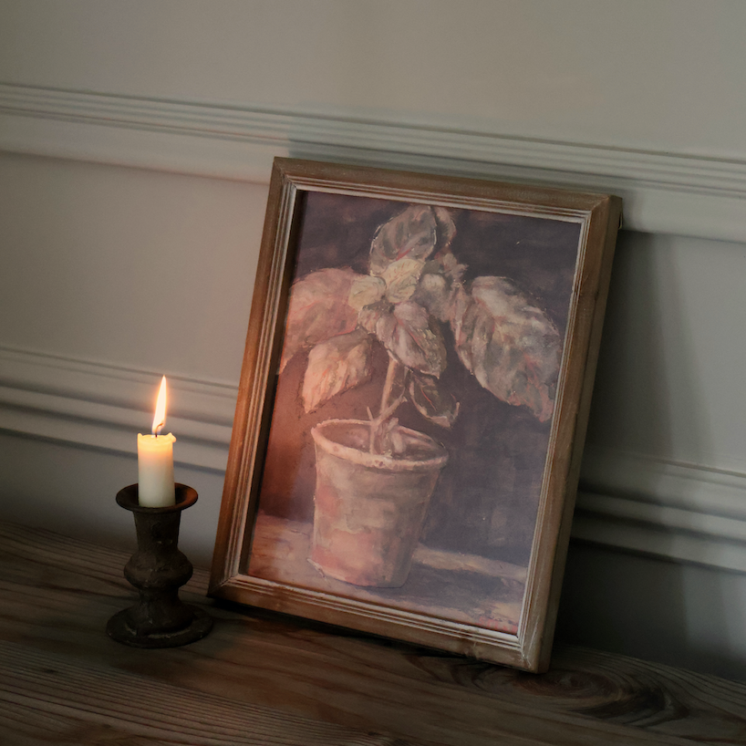 Potted Plant in Quiet Shadow Framed Print