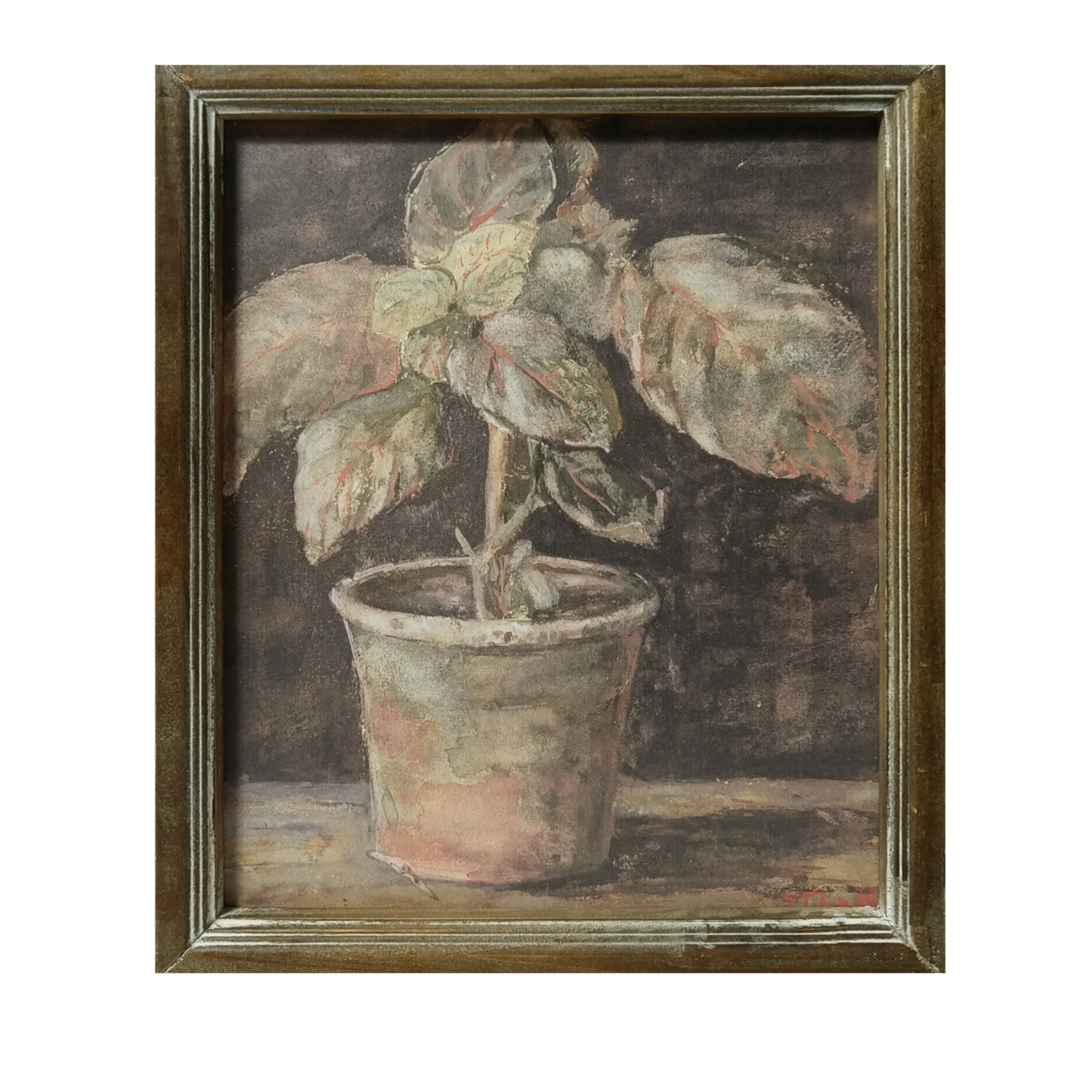 Potted Plant in Quiet Shadow Framed Picture