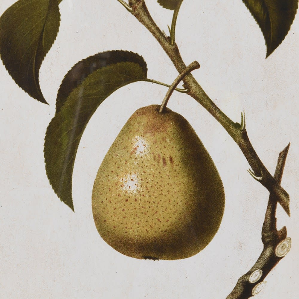 Pear Wall Art (Set of 4)