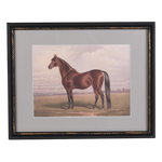 The Still Stallion Framed Print
