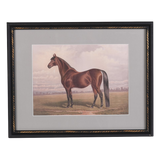 The Still Stallion Framed Print