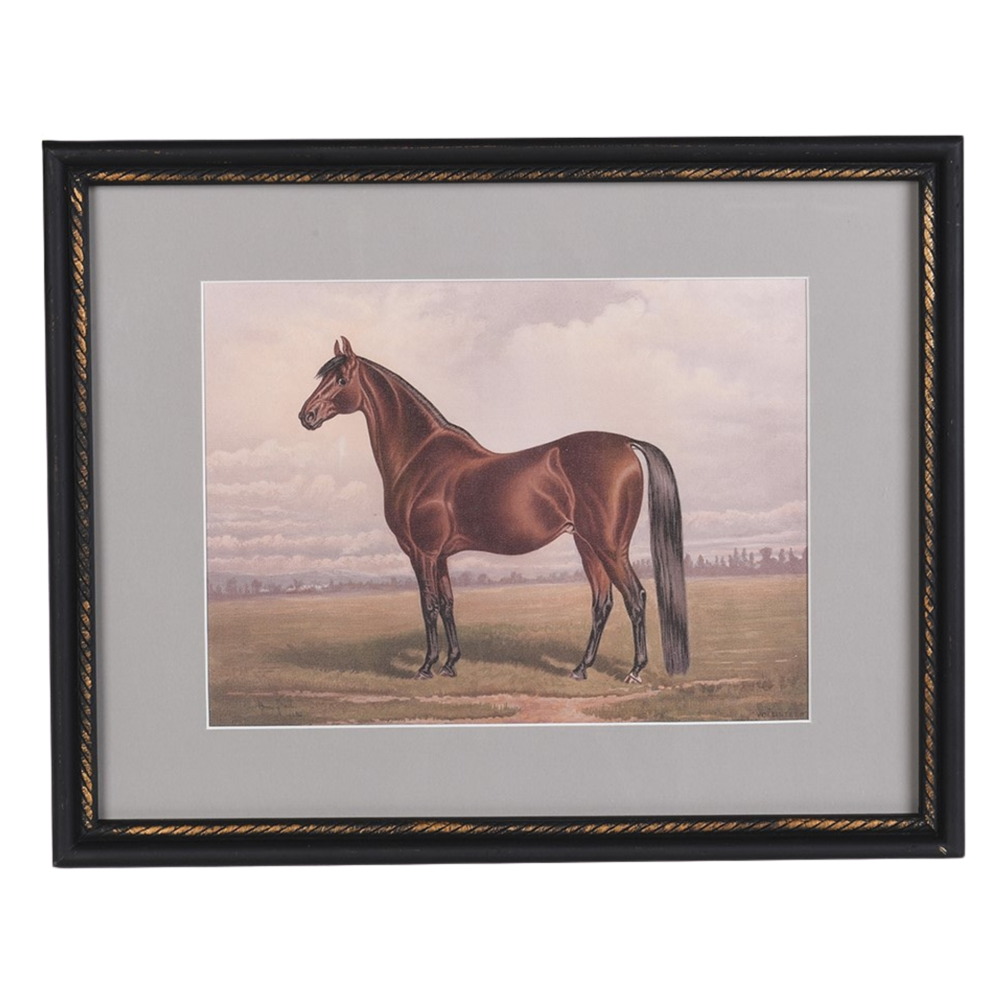 The Still Stallion Framed Print