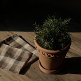 The Evara Sand Straight Pot