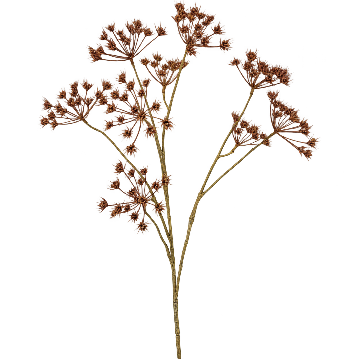 The Wild Chervil Stem