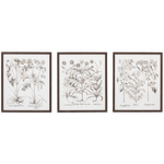 Vintage Botanical Style Prints (Set of 3)