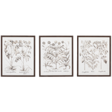 Vintage Botanical Style Prints (Set of 3)