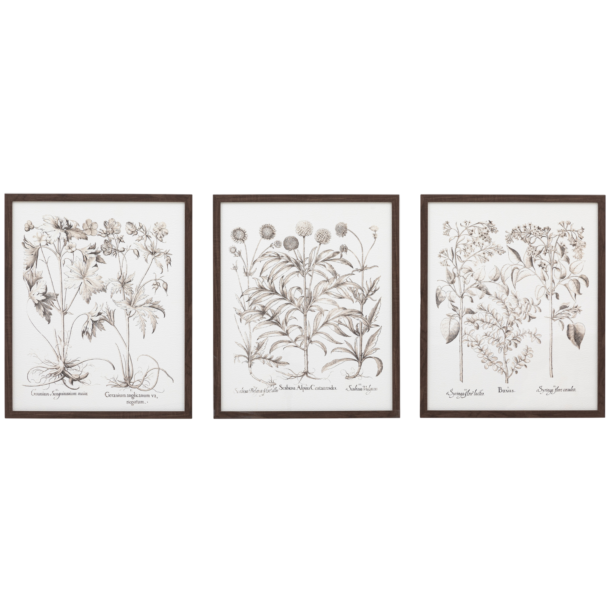 Vintage Botanical Style Prints (Set of 3)