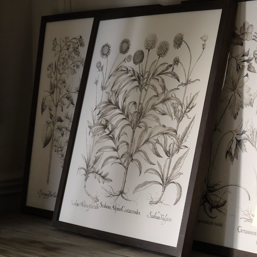 Vintage Botanical Style Prints (Set of 3)