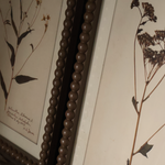 Floral Wall Art (Set of 4)