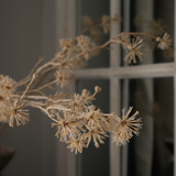 Wild Seed Stem