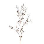 Wild Seed Stem