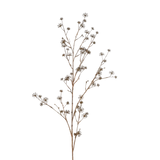 Wild Seed Stem