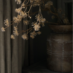 Wild Seed Stem in Vase