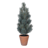 Faux Pine Tree in Terracotta Pot